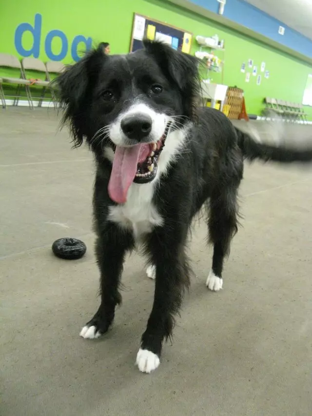 Austin Canine Central