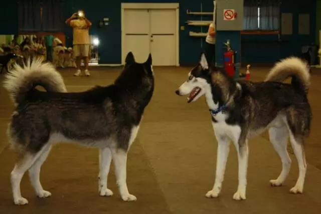 Austin Canine Central