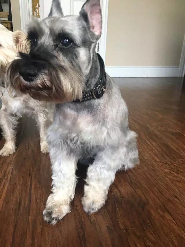 Austin Canine Central