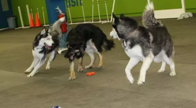 Austin Canine Central