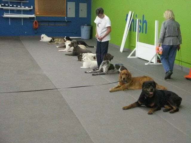 Austin Canine Central