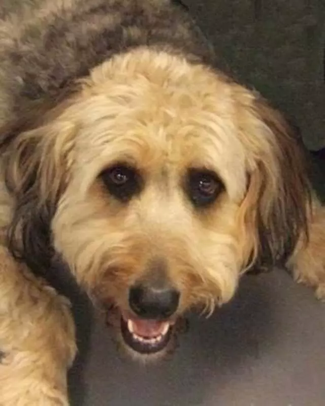 Austin Canine Central