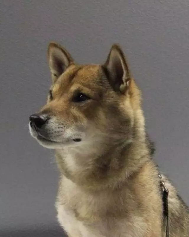 Austin Canine Central