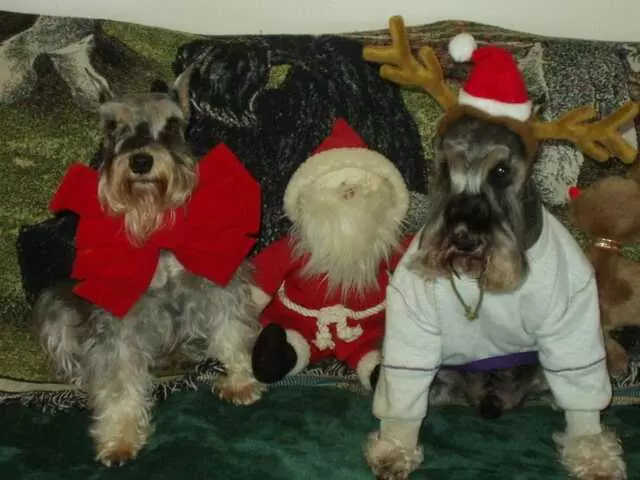 Austin Canine Central