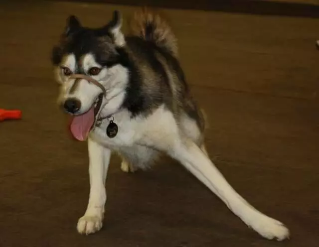 Austin Canine Central