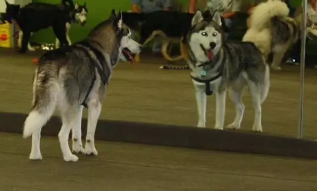 Austin Canine Central