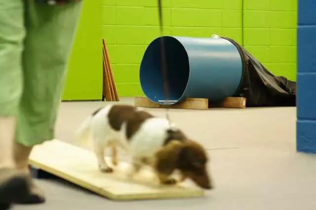 Austin Canine Central