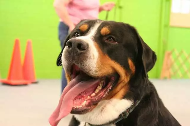 Austin Canine Central