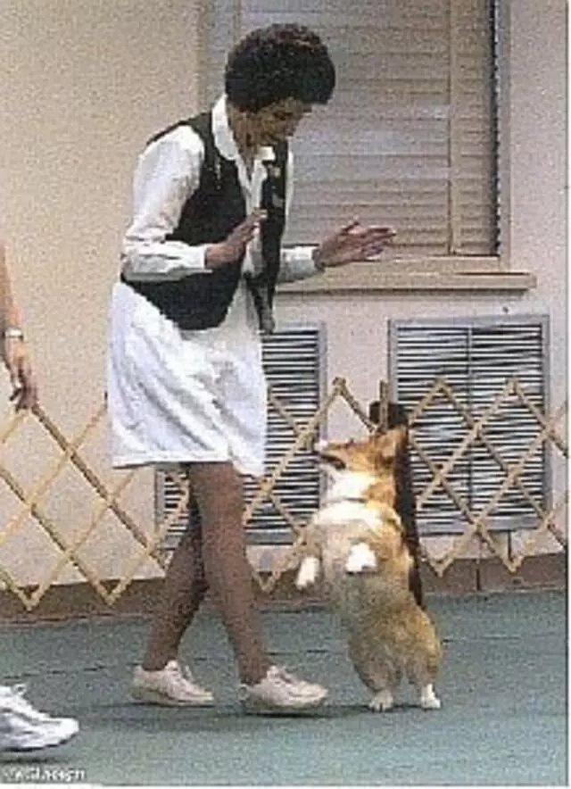 Austin Canine Central