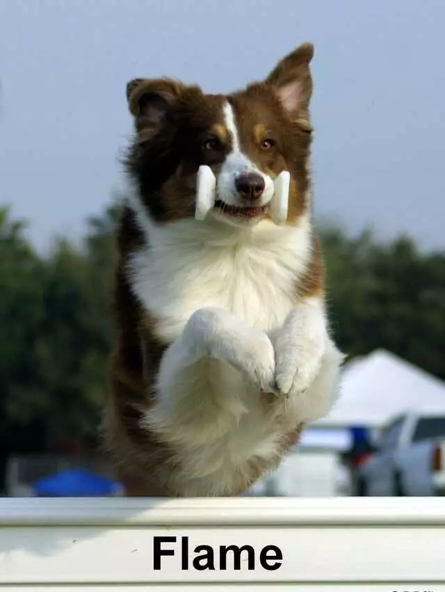 Austin Canine Central