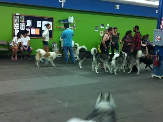 Austin Canine Central