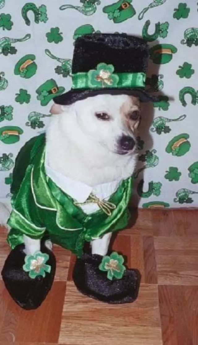 Austin Canine Central