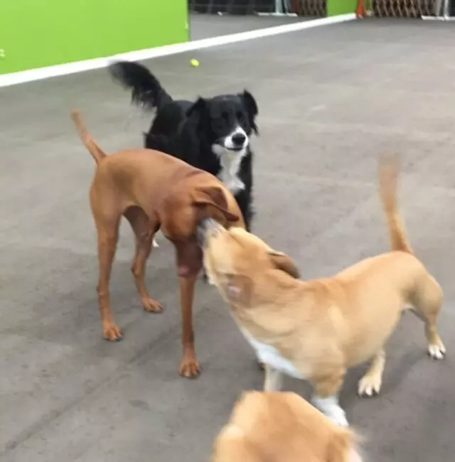 Austin Canine Central