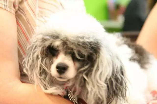 Austin Canine Central
