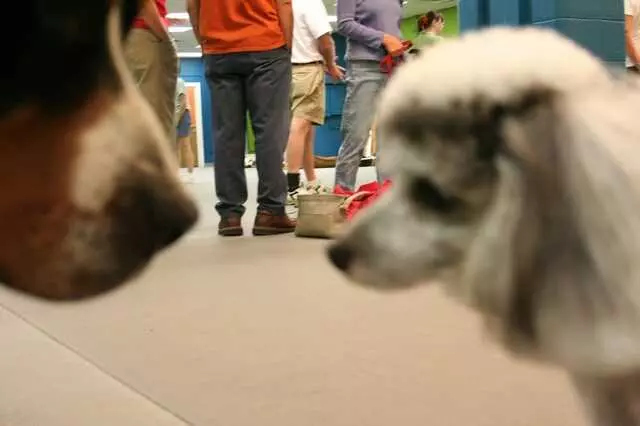 Austin Canine Central