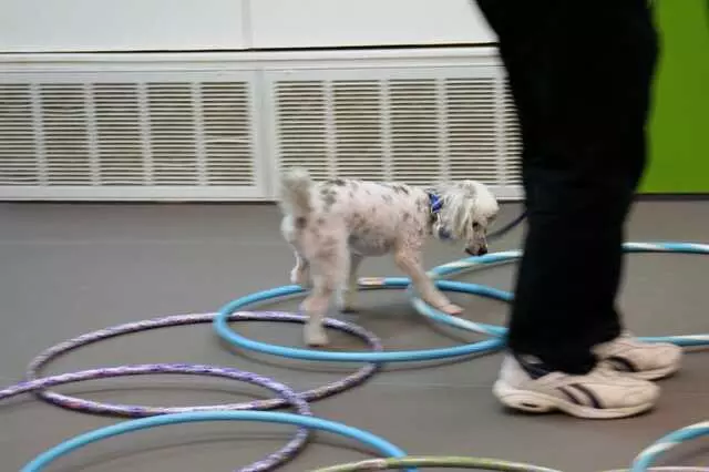 Austin Canine Central