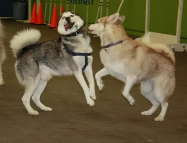 Austin Canine Central