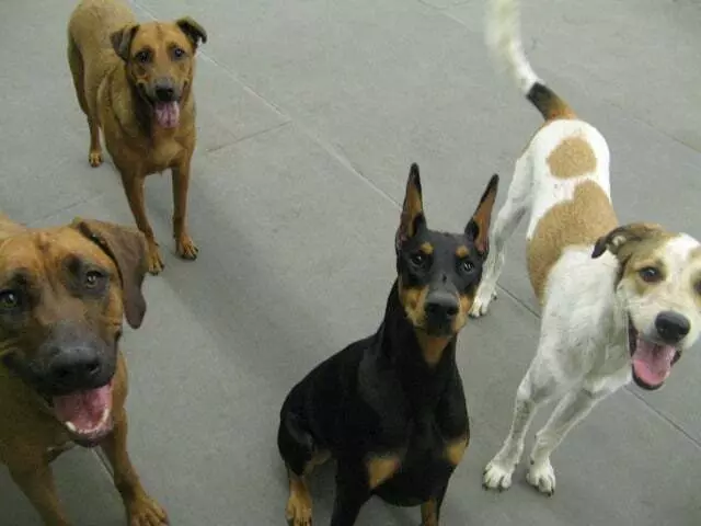 Austin Canine Central