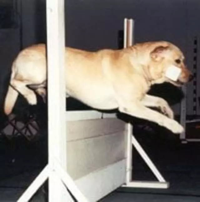 Austin Canine Central