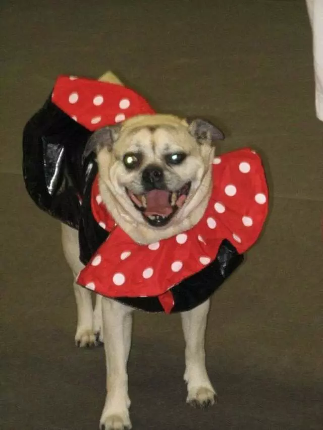 Austin Canine Central
