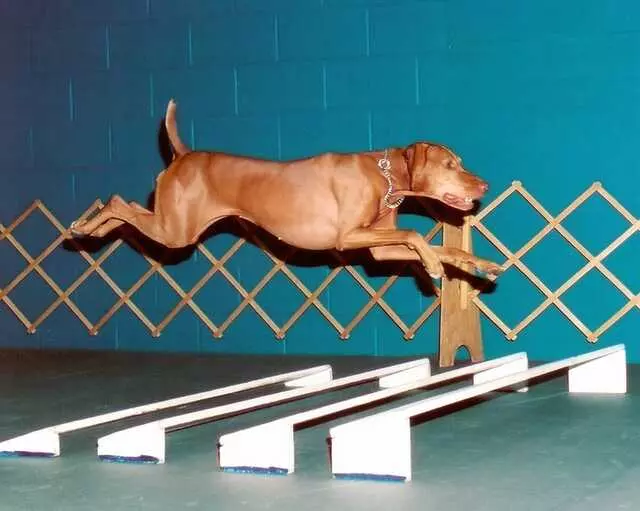 Austin Canine Central