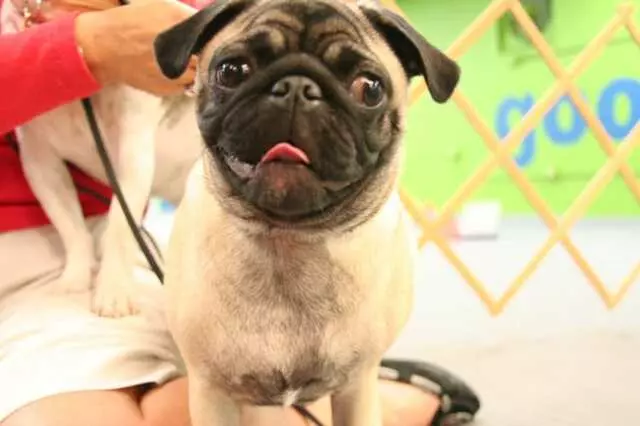 Austin Canine Central