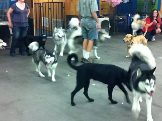 Austin Canine Central