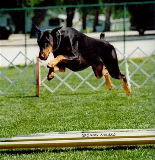Austin Canine Central