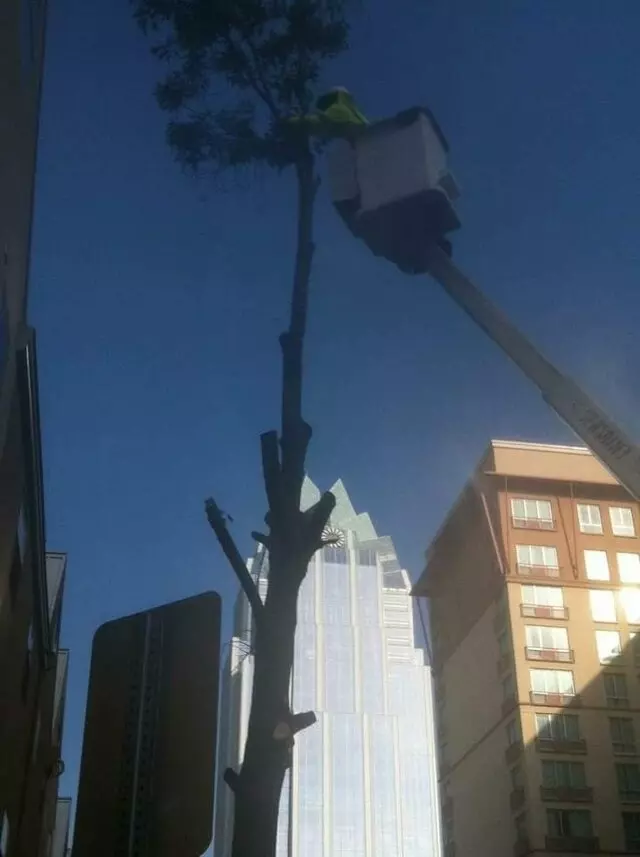 1st Impressions Tree Experts