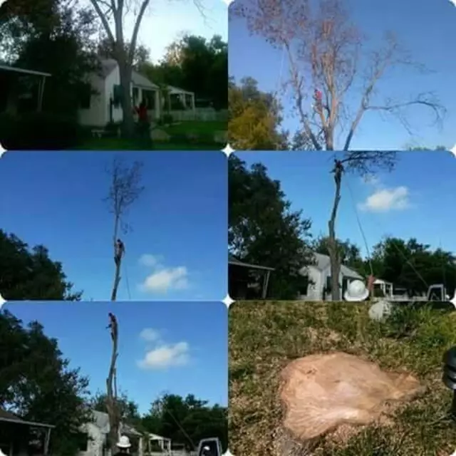 1st Impressions Tree Experts