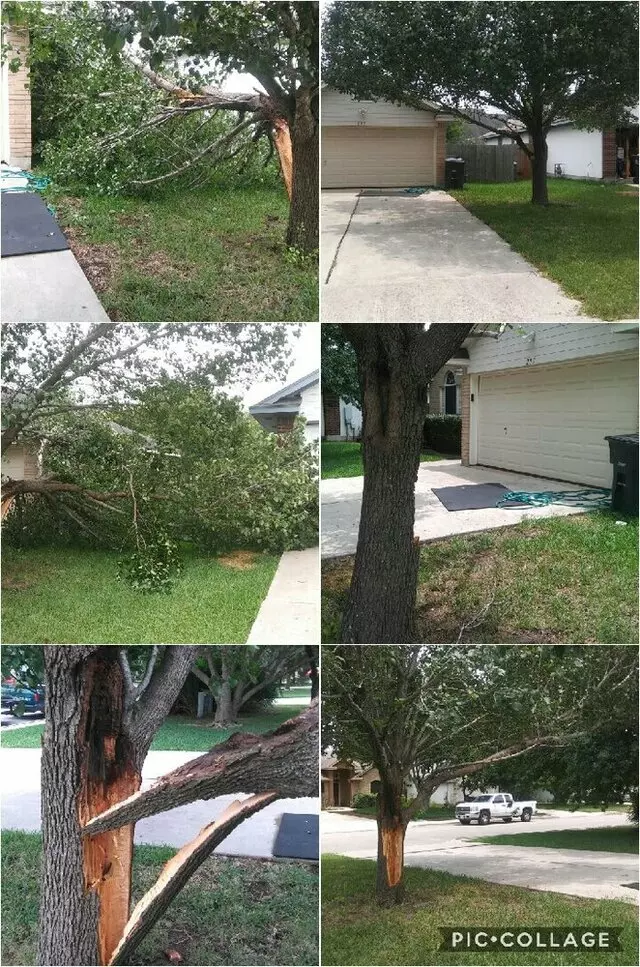 1st Impressions Tree Experts