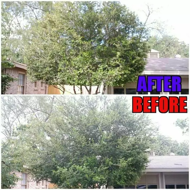 1st Impressions Tree Experts