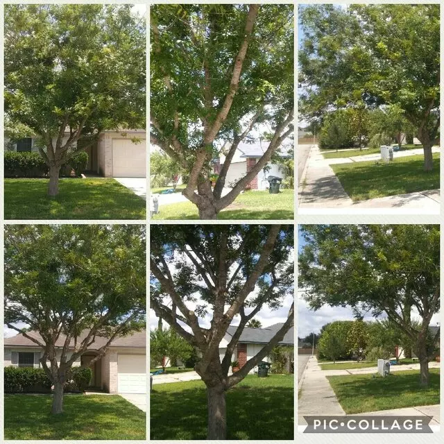 1st Impressions Tree Experts