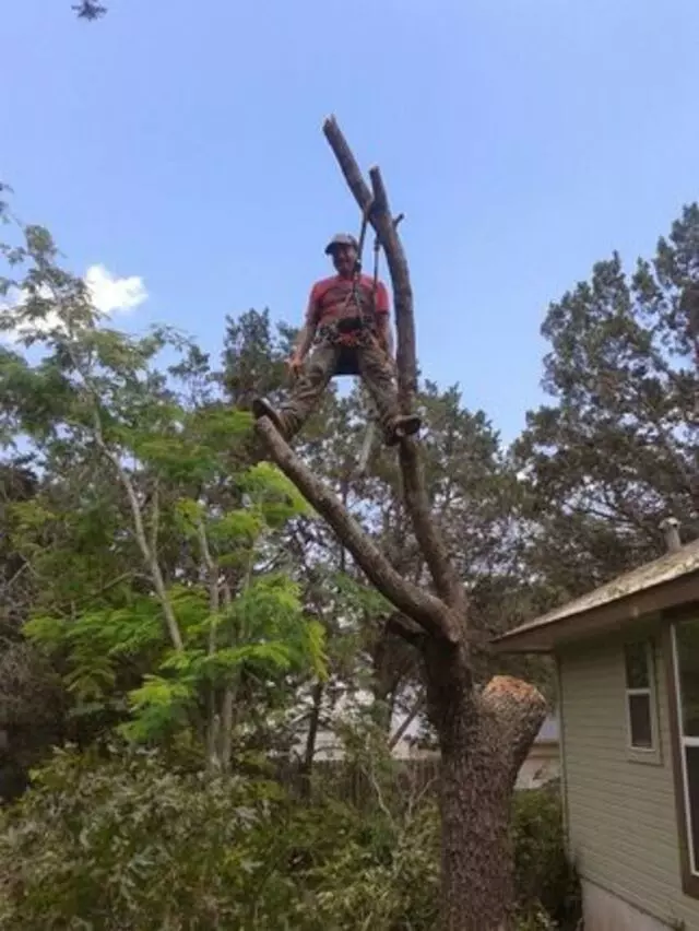 A McBride’s Tree Service