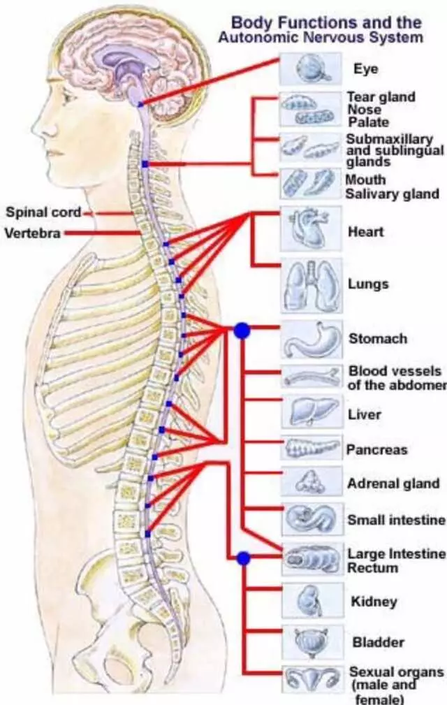 Austin Atlas  Orthogonal  Chiropractic