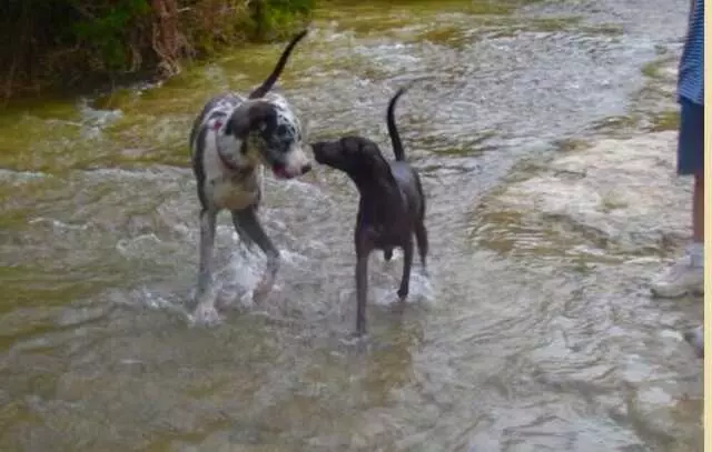 Austin Pet Ranch