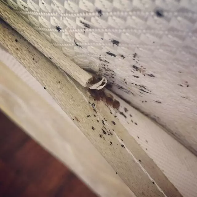 Be Bug Free Services