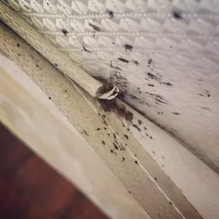 Be Bug Free Services