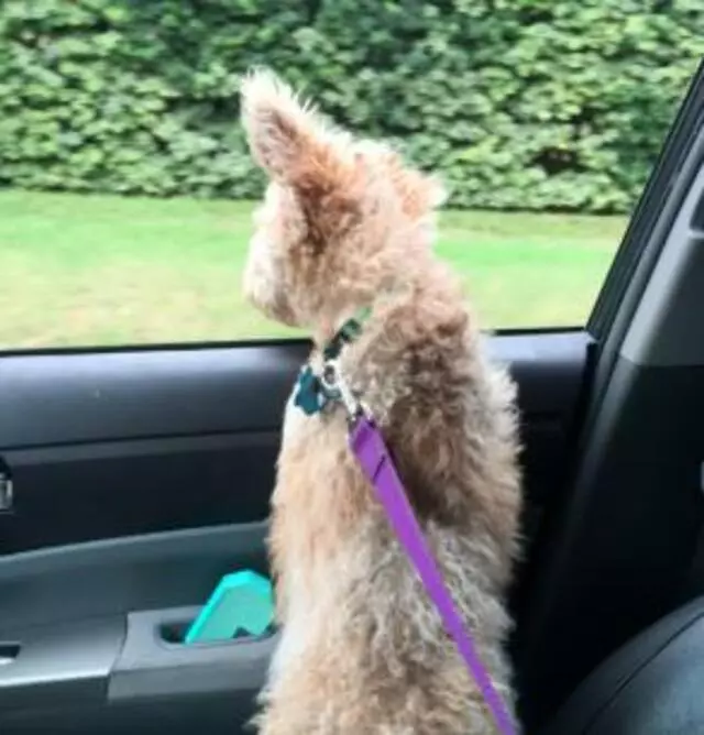 A Plus Pets