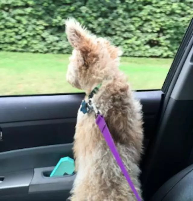 A Plus Pets