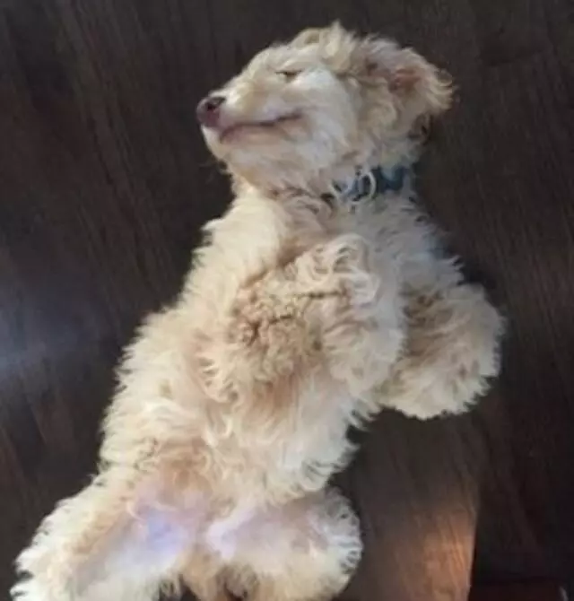 A Plus Pets