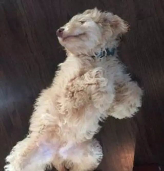 A Plus Pets