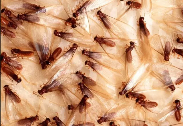 Accurate Pest Control - Austin