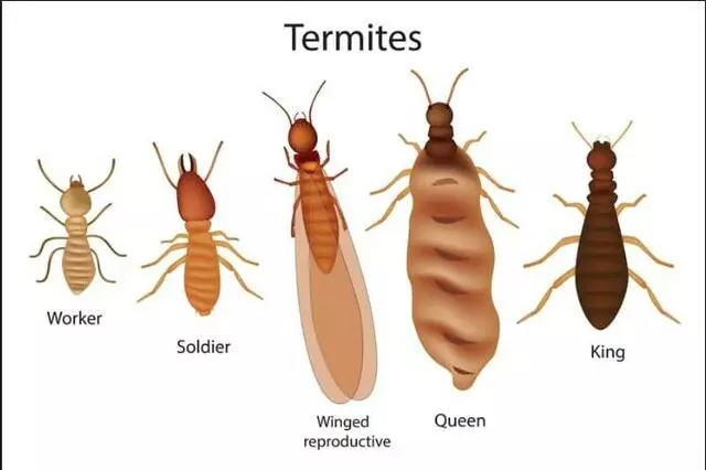 Accurate Pest Control - Austin