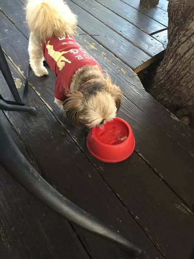 Austin Terrier