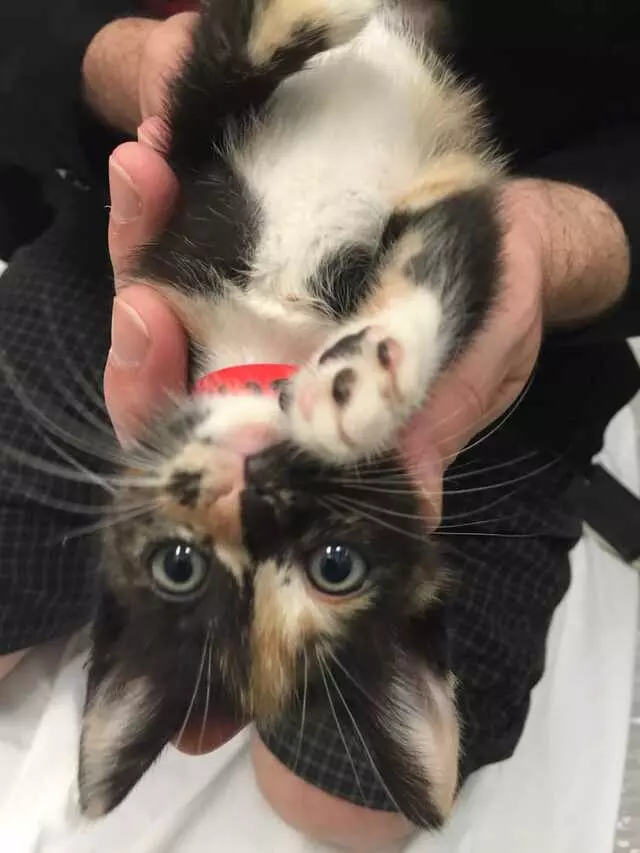Austin Humane Society