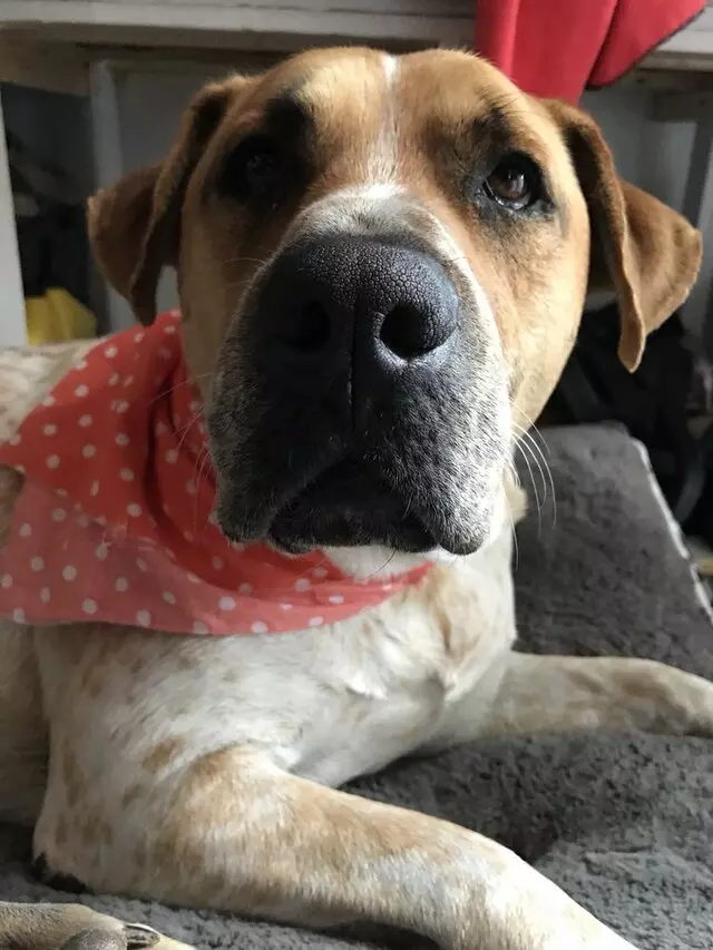 Austin Humane Society
