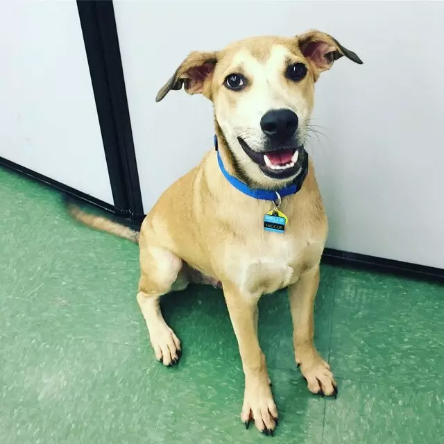 Austin Humane Society