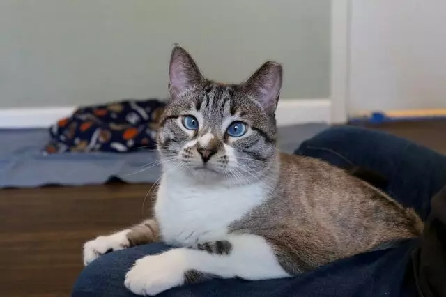 Austin Humane Society