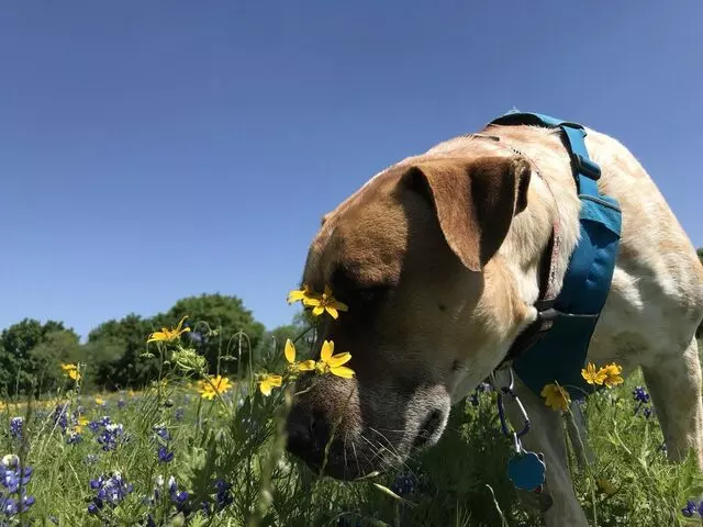 Austin Humane Society